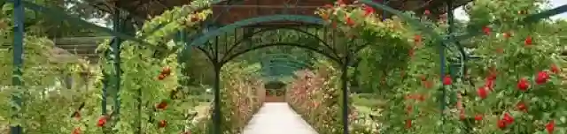 Cziraky Margit Rózsakert