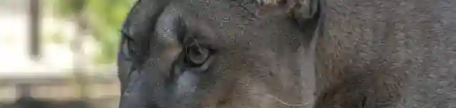 Gyöngyösi Állatkert