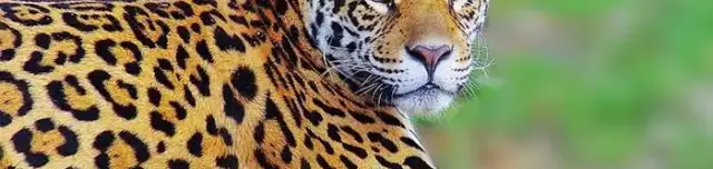 Xantus János Állatkert