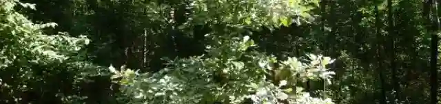 Az első Blogoló Tölgyfa