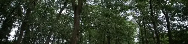 Mályvádi Őstölgyes