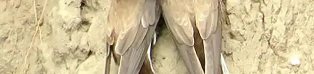 Homokhátság tanösvény