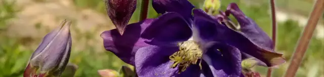 Dr. Szalai Miklós Gyógynövényeskert