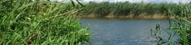 Fűzvölgyi-öntöző-főcsatorna