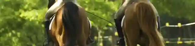 Dél-Alföldi Lovasudvar