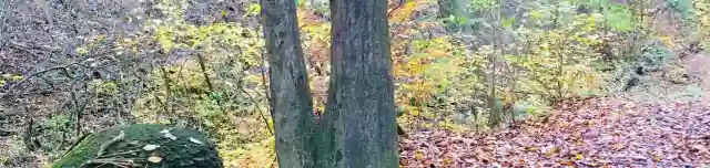 Élő Áldott-Gyökér Emlékhely (13/10)