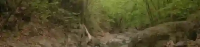 Hollókői tanösvény