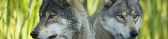 Hortobágyi Vadaspark