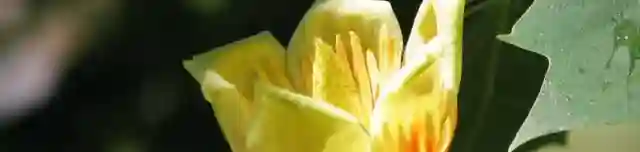 100 éves tulipánfa