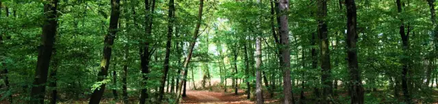 Jeli Varázskert - Jeli Arborétum