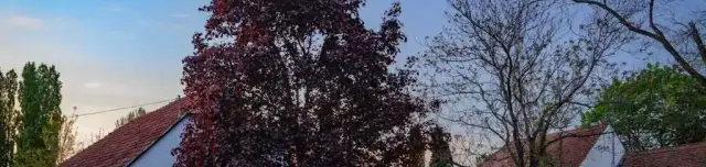 Nemzetközi Kerámia Stúdió