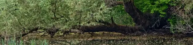 Erzsébet-szigeti tanösvény