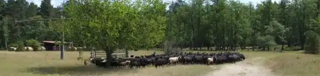 Borókás tanösvény