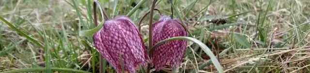 Üde rétek tanösvény