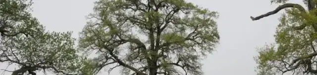 Kasztói őstölgyes