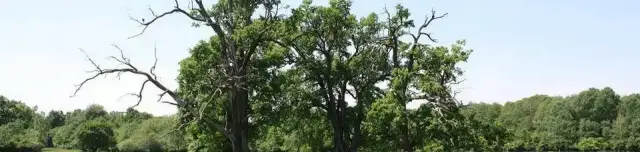 Fás Legelő Természetvédelmi Terület