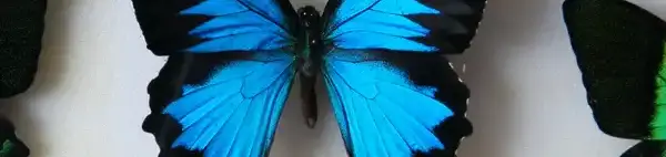 Rovartani kiállítás