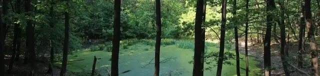 Tőzegmohás láptavak