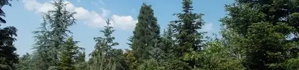 Mesterházy Fenyőgyűjtemény