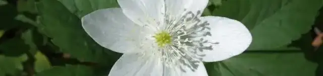 Vasút-oldal tanösvény