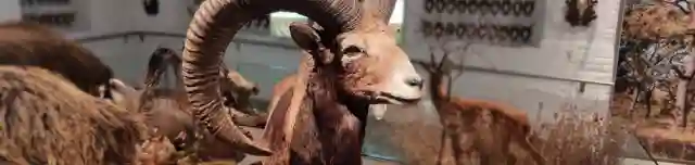 Hatvani Vadászati Múzeum - Grassalkovich-kastély