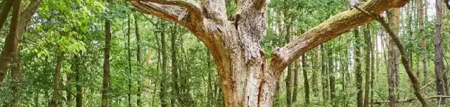 Trautson Tanösvény