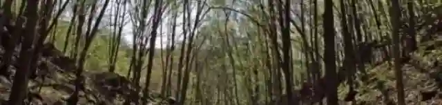 Tohonya-Kuriszlán tanösvény