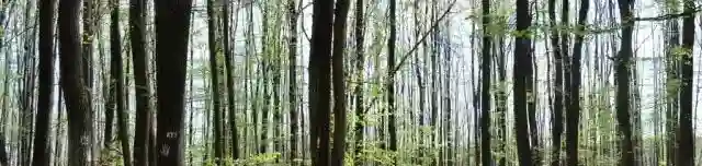 Fekete Harkály tanösvény