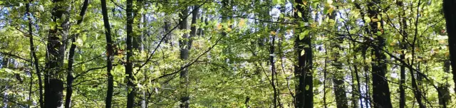 Fafaj- és vadismereti tanösvény