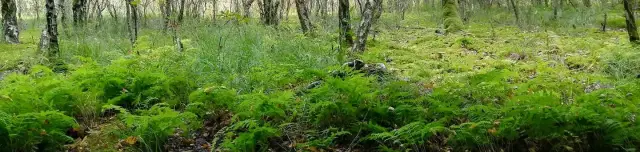 Keleméri Mohos-tavak