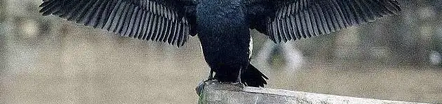 Kormorános erdő tanösvény