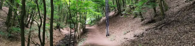 Pro Silva tanösvény