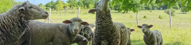 Nagyvölgyi állatsimogató tanya