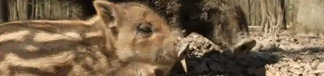 Nagyrezéti Vadmegfigyelő