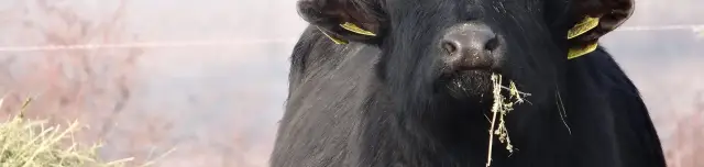 Mátrai Bivalyrezervátum