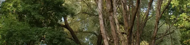 Tábi Szomorú Fehér Fűz