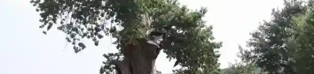 1000 éves kocsányos tölgy