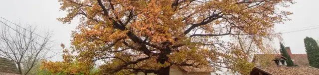 Helytörténeti Gyűjtemény