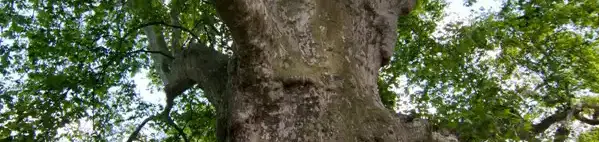 Kastélypark - Clusius tanösvény