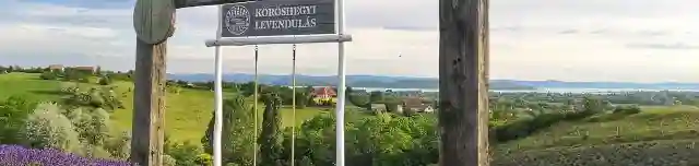 Kőröshegyi Levendulás
