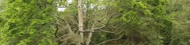 Öreg bükk Tanösvény