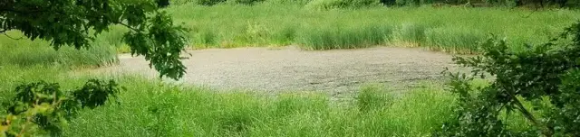 Fekete-hegyi tavak, tengerszemek