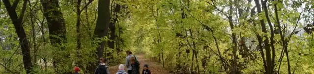 Kontyvirág tanösvény