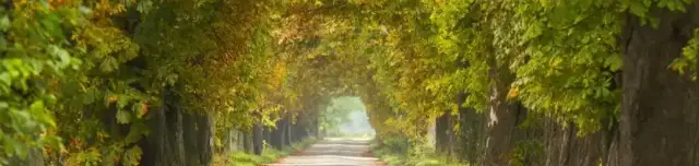 Védett gesztenyesor