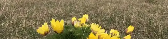 Madarasi Marhajárás