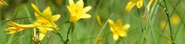 Sárgaliliom tanösvény