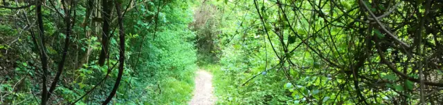 Csodabogyó tanösvény