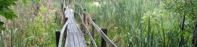 Ártéri tanösvény