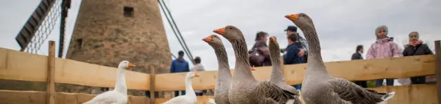 Szent Márton Újborfesztivál és Libator a Szentendrei Skanzenben