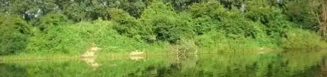 Mátyusi Rózsás holtág